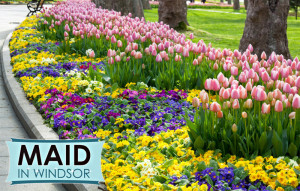 gardening--maid-in-windsor-2014-spring-newsletter